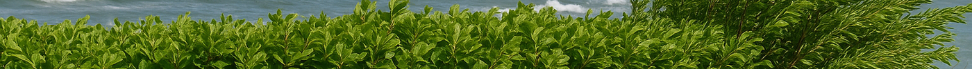 Wind- en zoutbestendige haagplanten voor Waddeneilanden & Kustgebieden.