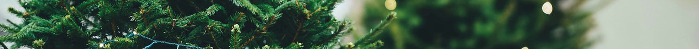 De Nordmann Kerstboom: De Perfecte Keuze voor een Stralend Kerstfeest
