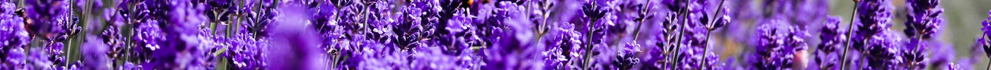 Het aanplanten en verzorgen van lavendel moeilijk? Wel nee!