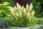 Kleine pampasgras variant ontwikkelt door onze leverancier! De Cortaderia ‘Tiny Pampa’