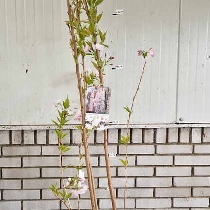 Prunus serr. Amanogawa - Japanse Sierkers