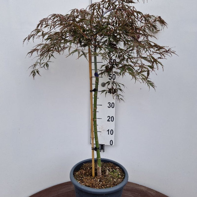 Acer palmatum ‘Tamukeyama’ – Japanse esdoorn (Spil of op stam)