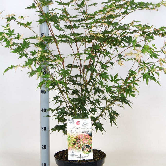 Acer palmatum 'Oridono-nishiki' - Bonte Japanse Esdoorn