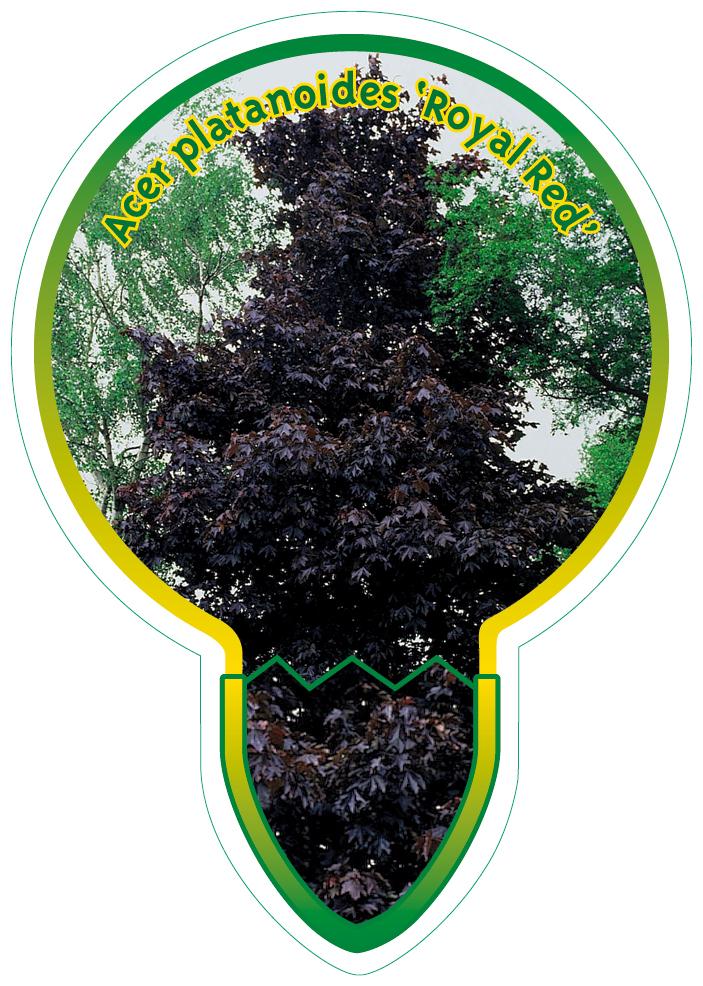 Acer platanoides 