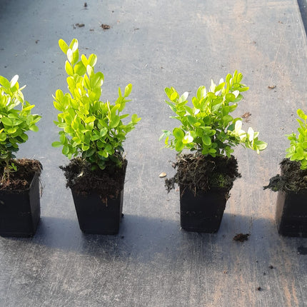 Buxus semp. Suffruticosa - Dwergbuxus