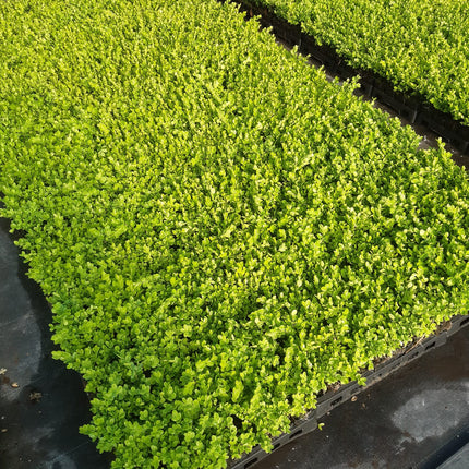 Buxus semp. Suffruticosa - Dwergbuxus