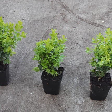 Buxus semp. Suffruticosa - Dwergbuxus