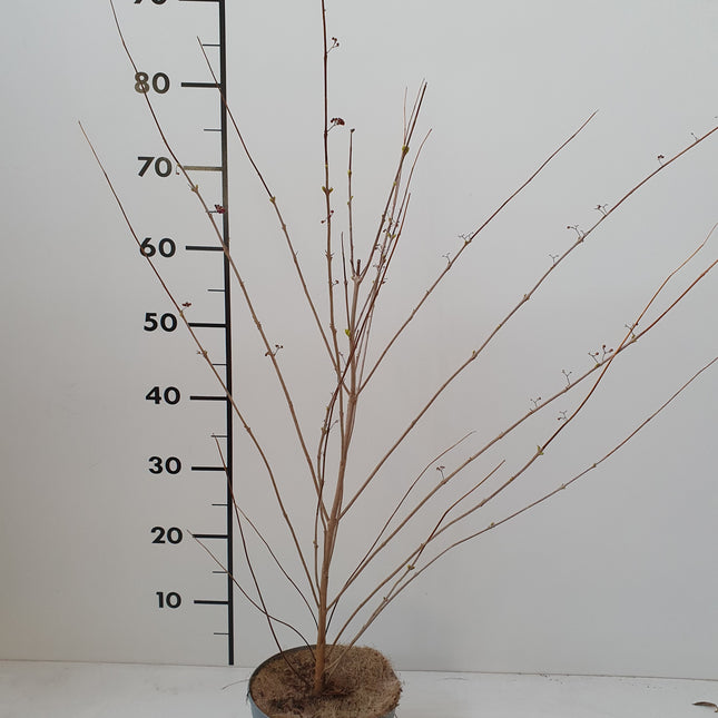 Callicarpa Dichotoma ‘Issai’ - Beautyberry