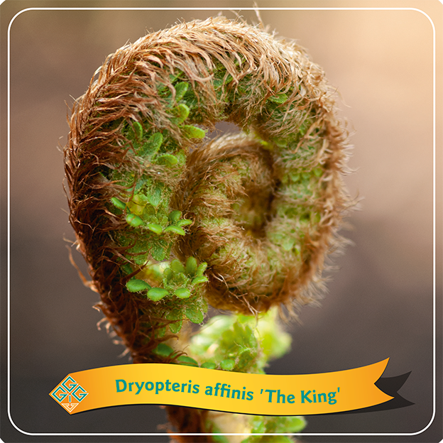 Dryopteris affinis 'The King' - Geschubde mannetjesvaren
