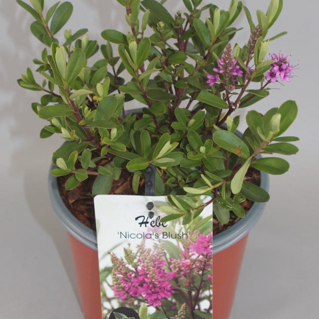 Hebe 'Nicola's Blush' - Struikveronica