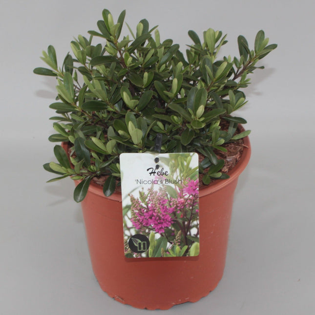 Hebe 'Nicola's Blush' - Struikveronica