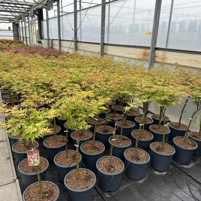 Acer palmatum ‘Aka-shigitatsu-sawa’ - Japanse esdoorn op stam