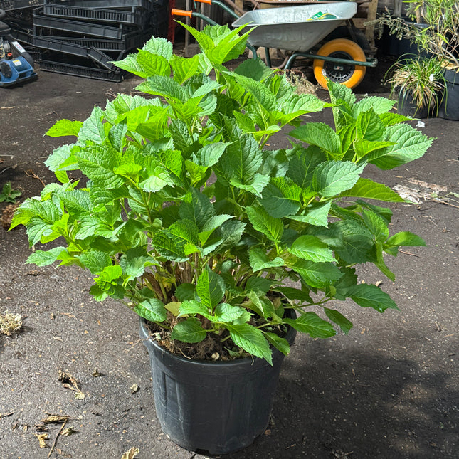 * UNIEK* Hydrangea Macrophylla - Boerenhortensia roze +/- 20 jaar oud - XXL in 45L pot (3 beschikbaar)