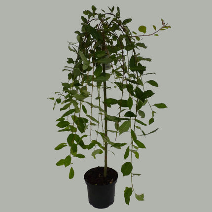 Salix cap. Kilmarnock op stam - Treurwilg