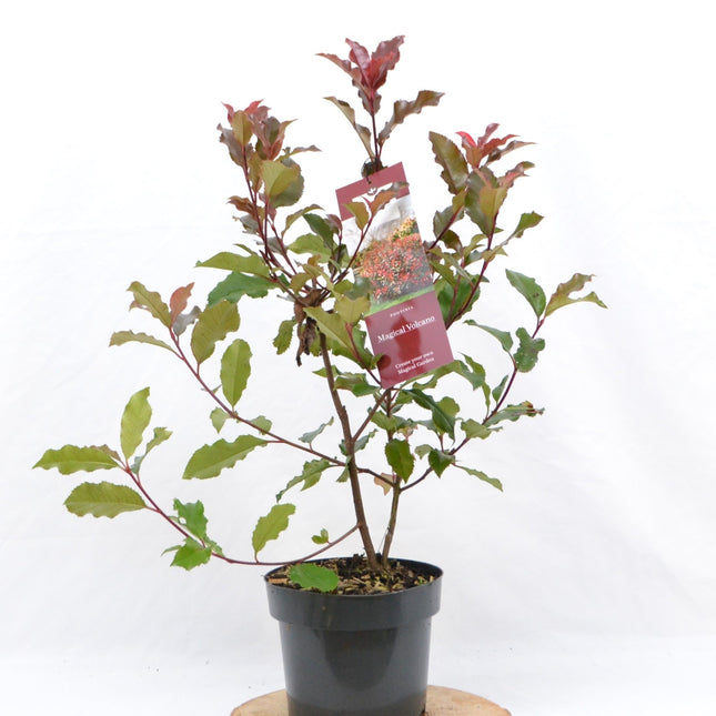 Photinia 'Magical Volcano' - Glansmispel