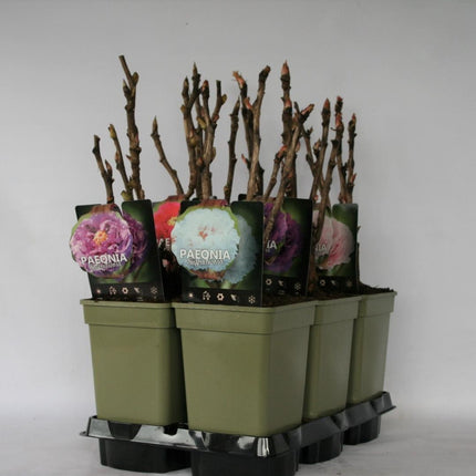 Paeonia suffruticosa - Boompioen