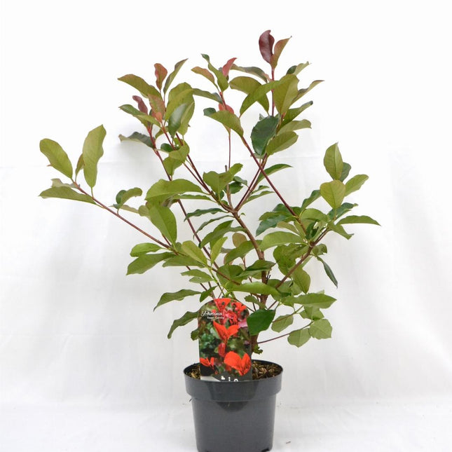 Photinia fraseri 'Camilvy' - Glansmispelhaag