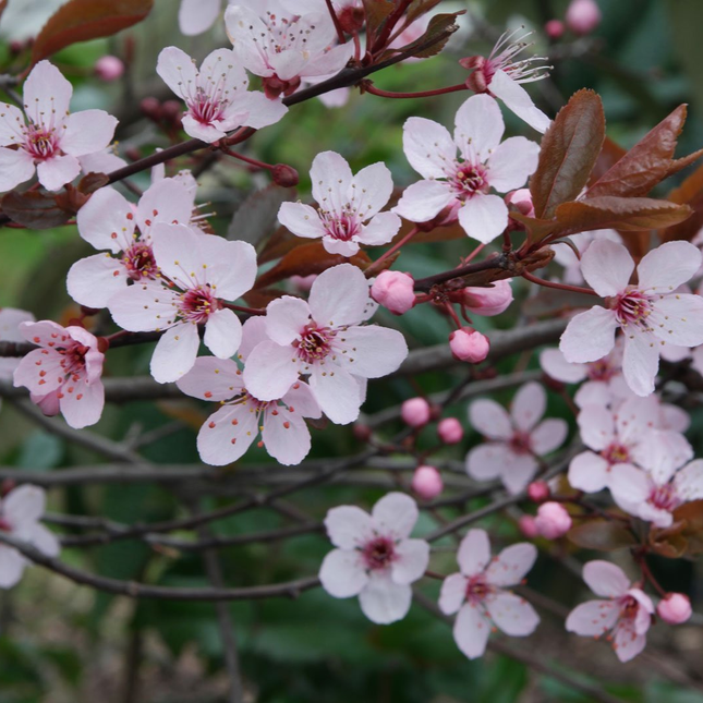 Prunus cerasifera - Kerspruimhaag blote wortel