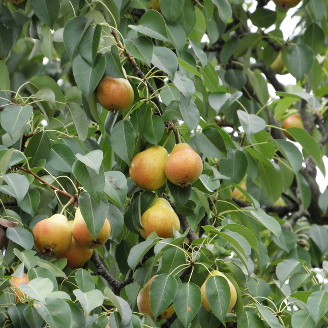 Pyrus communis - Perenboomhaag blote wortel