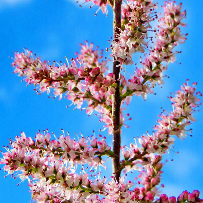 Tamarix tetrandra - Tamarisk