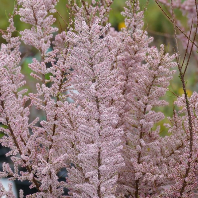 Tamarix tetrandra - Tamarisk