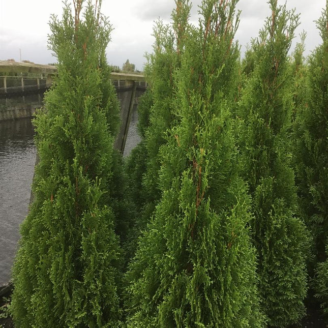 Thuja occidentalis 'Smaragd' - Westerse Levensboom - Conifeer