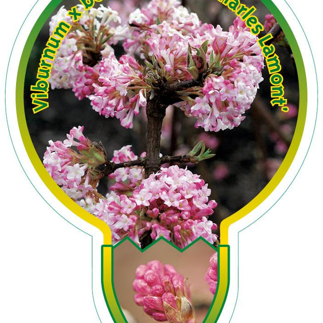 Viburnum bodnantense 'Charles Lamont' - Sneeuwbal op stam