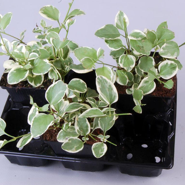 Vinca major 'Variegata' - Bonte grote Maagdenpalm