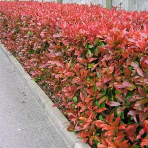Glansmispelhaag (Photinia fraseri 'Red Robin') pakket per meter - Tuinplantenloods