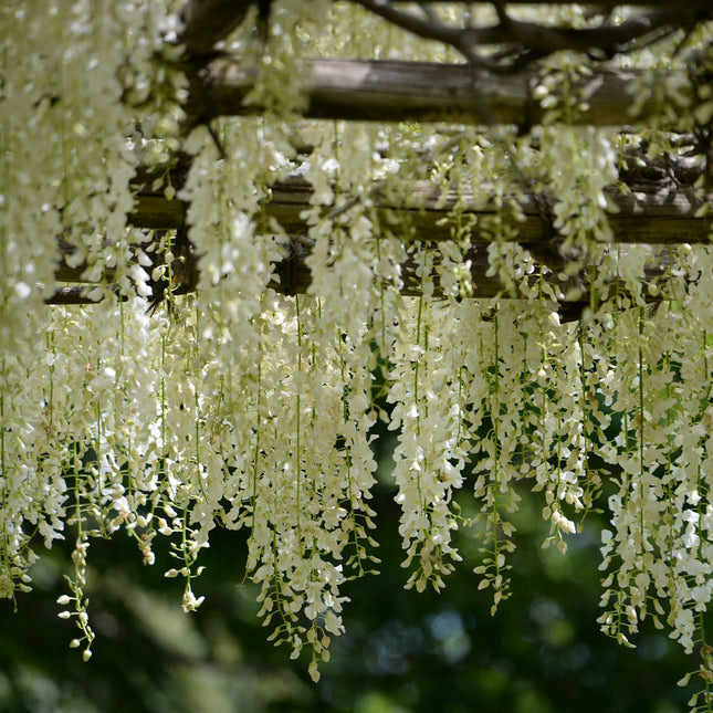 Wisteria macrostachya 'Clara Mack'  - Witte Regen