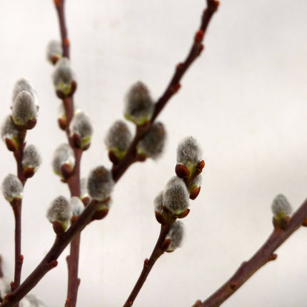 Salix cap. Kilmarnock op stam - Treurwilg