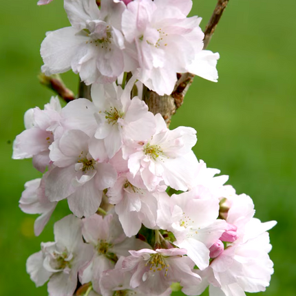 Prunus serr. Amanogawa - Japanse Sierkers