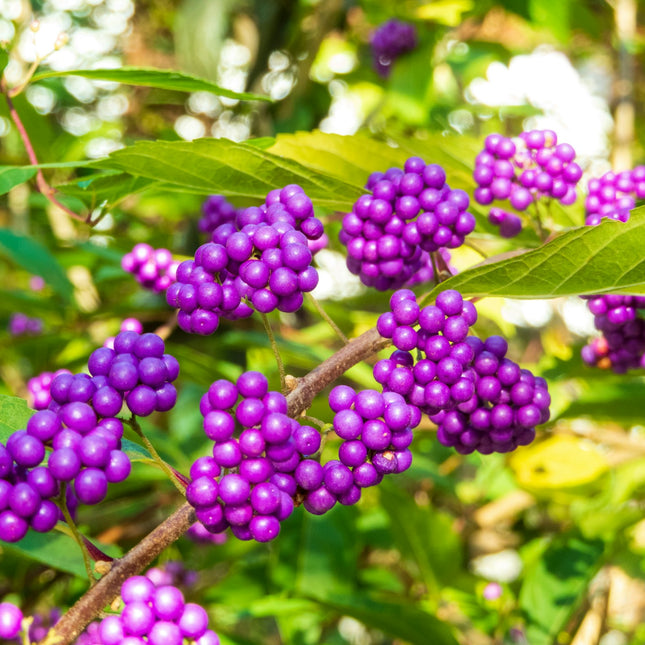 Callicarpa Dichotoma ‘Issai’ - Beautyberry