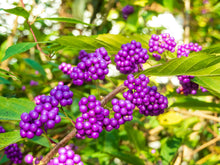 Afbeelding in Gallery-weergave laden, Callicarpa Dichotoma ‘Issai’ - Beautyberry
