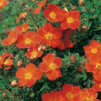 Potentilla frut. Red Ace - Ganzerik