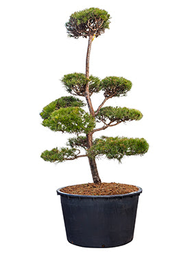 Pinus sylvestris