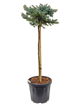 Picea pungens 'Glauca Globosa'