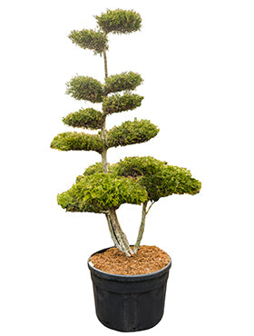 Juniperus chinensis 'Kuriwao gold'
