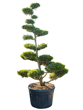 Juniperus chinensis 'Kuriwao gold'