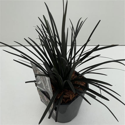 Ophion plan. Niger - Zwarte Slangebaard P9 pot