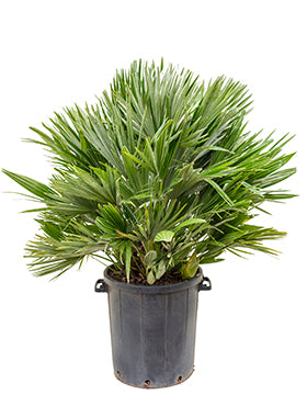 Chamaerops humilis 'Vulcano'