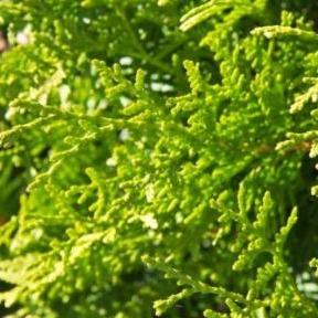 Thuja occidentalis 'Brabant' haag pakket per meter - Tuinplantenloods