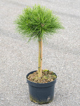Pinus nigra 'Marie Brégeon'