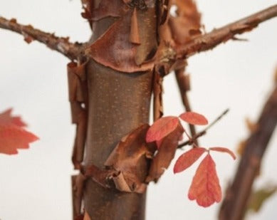 Acer Griseum afbladerende bast