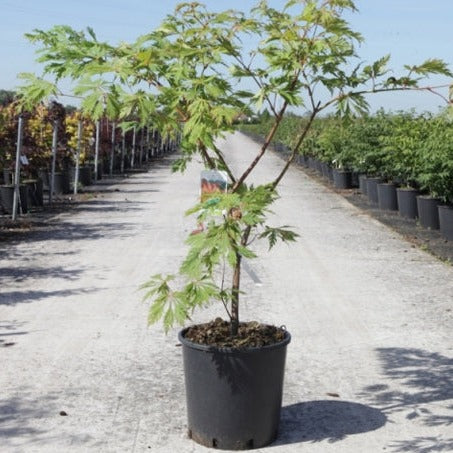 Acer japonicum 'Aconitifolium'