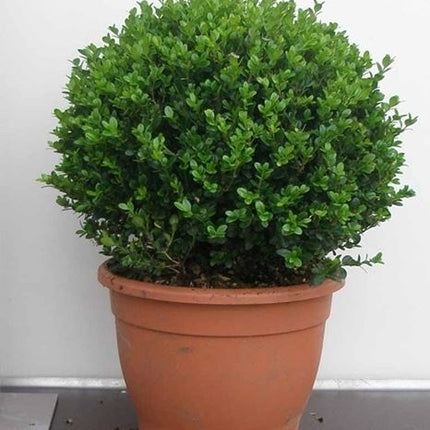 Buxus bol