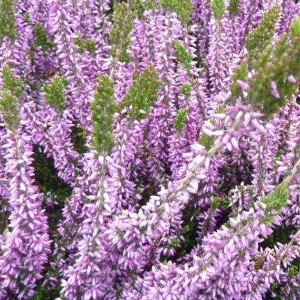 Calluna vulgaris paars - Paarse zomerheide