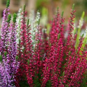 Calluna vulgaris rood - Rode zomerheide