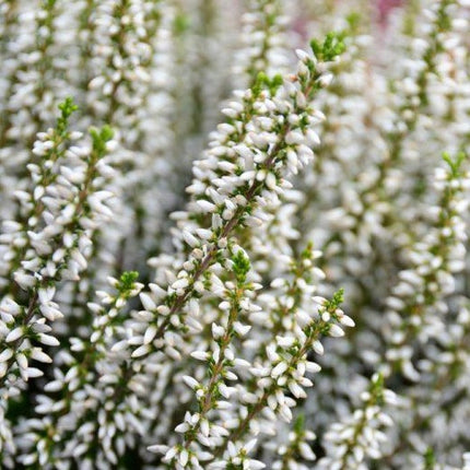 Calluna wit - witte zomerheide