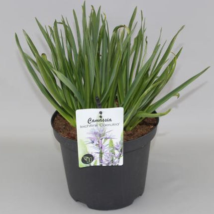 Camassia leichtlinii 'Blauwe Donau' - Prairielelie Blauw